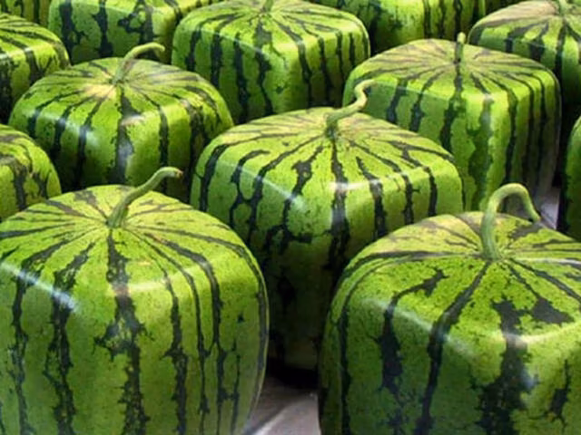 ۱۰ تجربه ای که فقط تو ژاپن می تونی داشته باشی!