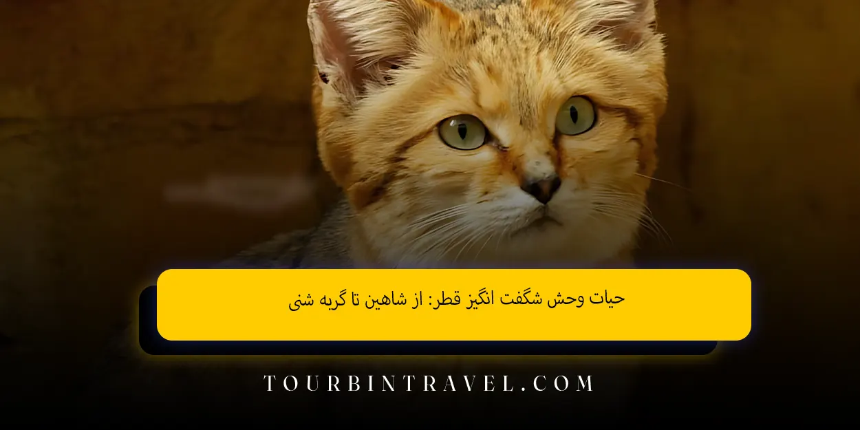 حیات وحش شگفت انگیز قطر: از شاهین تا گربه شنی