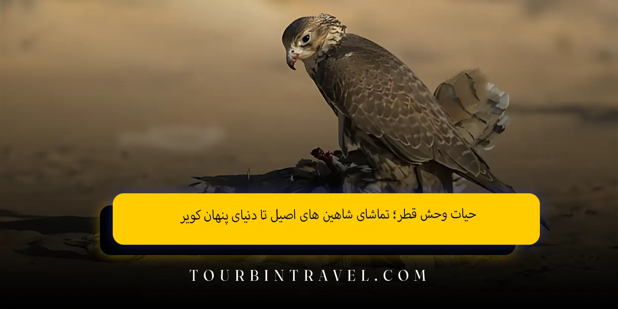 حیات وحش قطر؛ تماشای شاهین های اصیل تا دنیای پنهان کویر